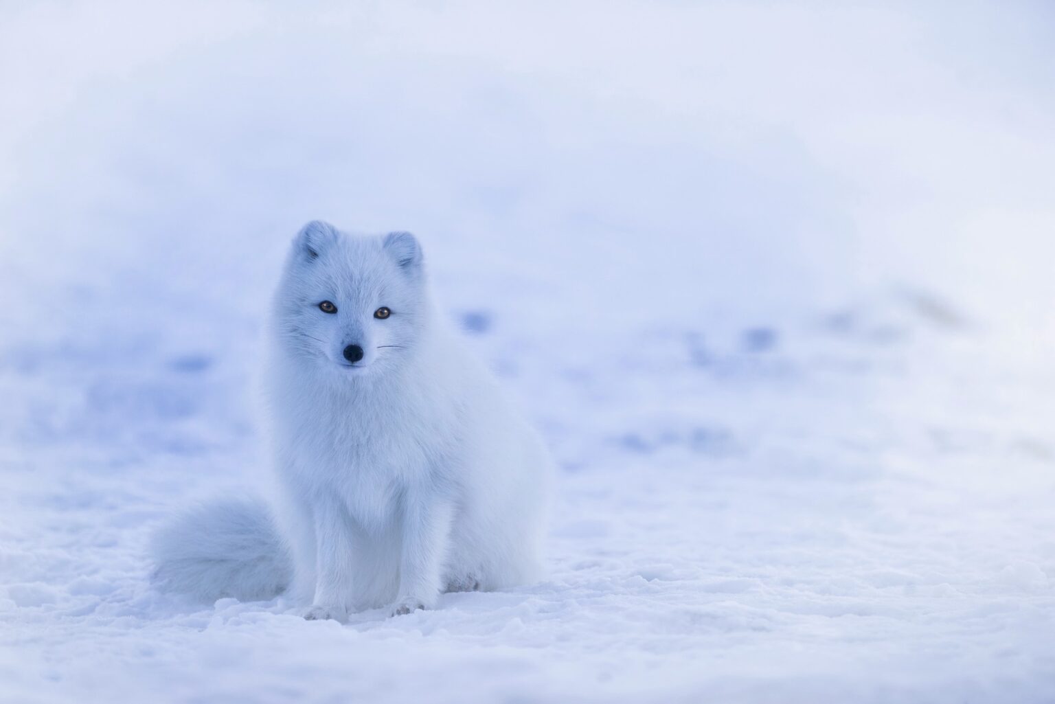 Arctic fox